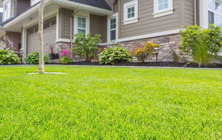 close up of healthy lawn and landscaping